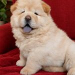 Sandy-female-chow-chow-puppy-for-sale-1 (2)