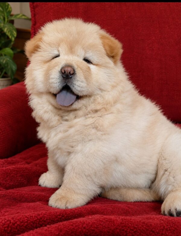 Sandy Chow-Chow Sandy Chow-Chow