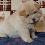 Sandy-female-chow-chow-puppy-for-sale-1 (3)