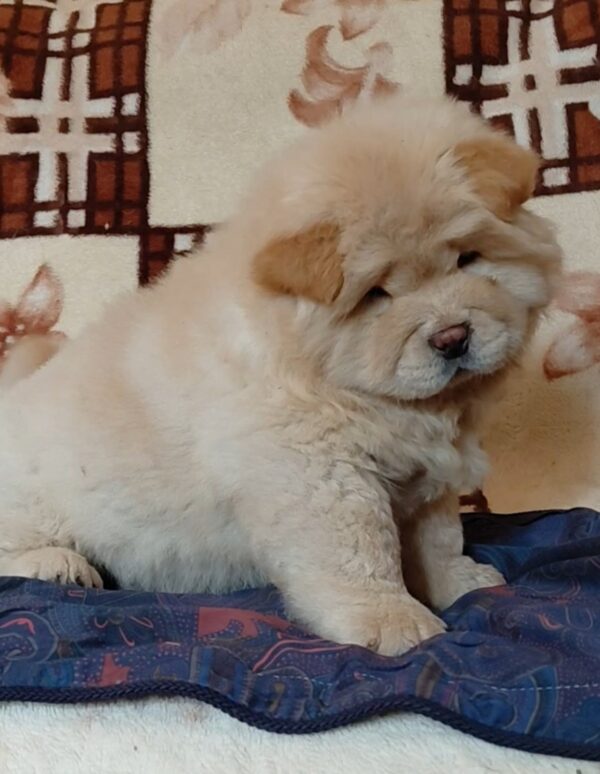 Sandy Chow-Chow Sandy Chow-Chow