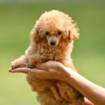 Santia-female-Poodle-puppy-for-sale-1