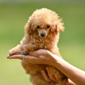 Santia Toy Poodle Santia Toy Poodle