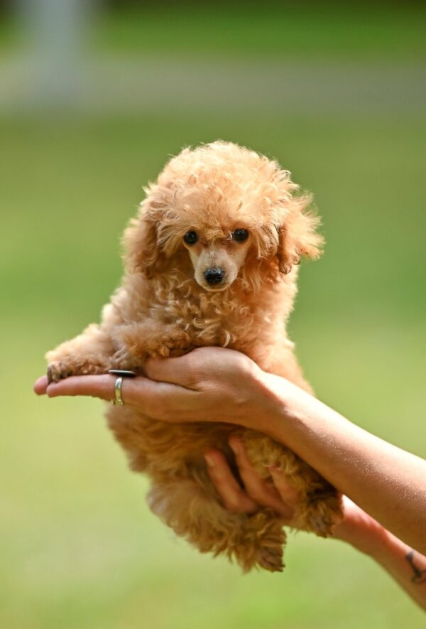 Santia Toy Poodle Santia Toy Poodle