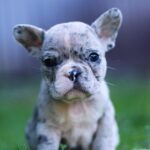 Sheldon-male-French-Bulldog-puppy-for-sale-1