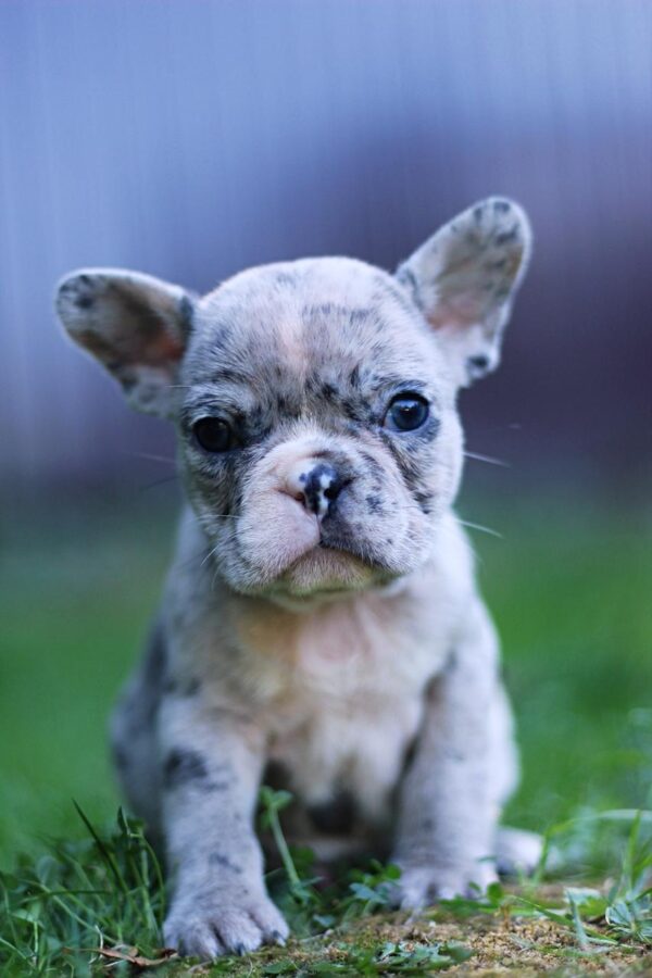 Sheldon French Bulldog Sheldon French Bulldog