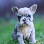 Sheldon-male-French-Bulldog-puppy-for-sale-2