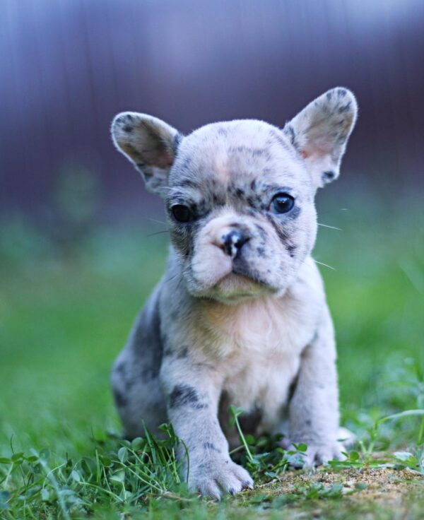 Sheldon French Bulldog Sheldon French Bulldog
