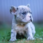 Sheldon-male-French-Bulldog-puppy-for-sale-3