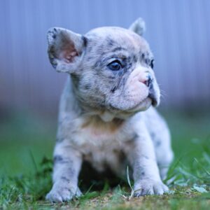 Sheldon French Bulldog Sheldon French Bulldog