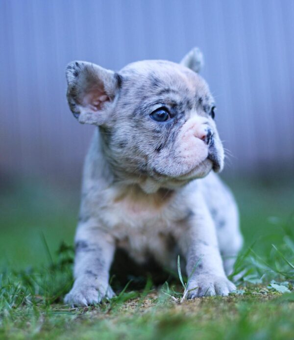 Sheldon French Bulldog Sheldon French Bulldog