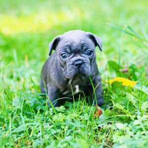 Sheridan French Bulldog Sheridan French Bulldog