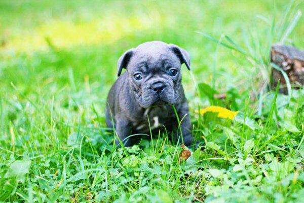 Sheridan French Bulldog Sheridan French Bulldog