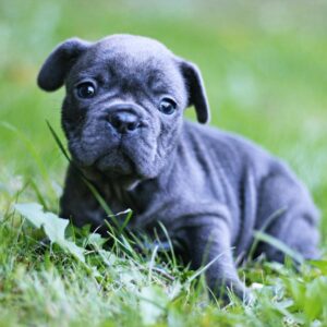 Sheridan French Bulldog Sheridan French Bulldog