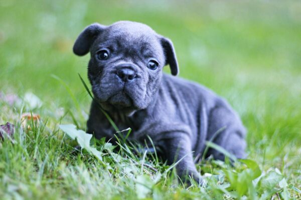 Sheridan French Bulldog Sheridan French Bulldog