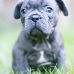 Sheridan-male-French-Bulldog-puppy-for-sale-3