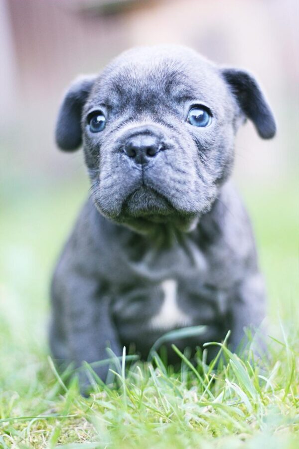 Sheridan French Bulldog Sheridan French Bulldog