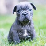 Sheridan-male-French-Bulldog-puppy-for-sale-4