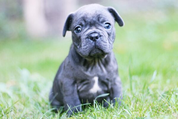 Sheridan French Bulldog Sheridan French Bulldog