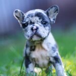 Shiloh-male-French-Bulldog-puppy-for-sale-1