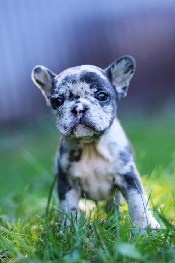 Shiloh French Bulldog Shiloh French Bulldog