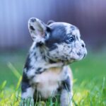 Shiloh-male-French-Bulldog-puppy-for-sale-2
