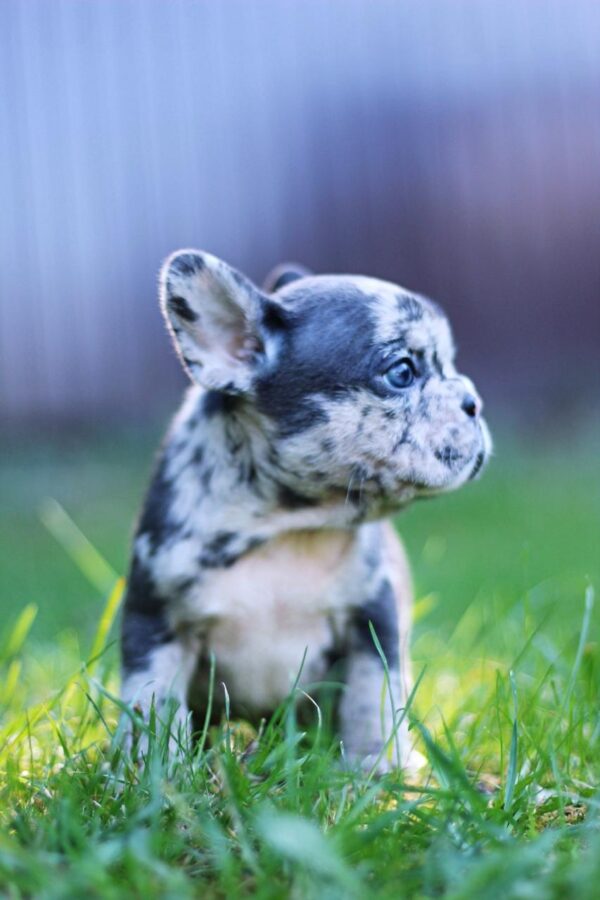 Shiloh French Bulldog Shiloh French Bulldog