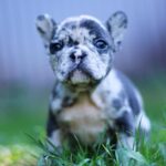 Shiloh-male-French-Bulldog-puppy-for-sale-3