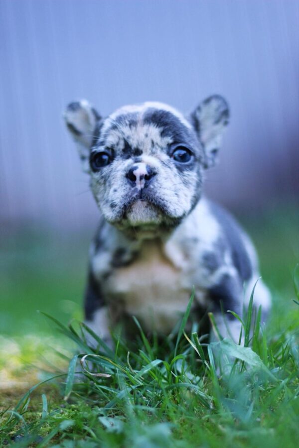 Shiloh French Bulldog Shiloh French Bulldog