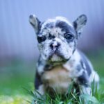 Shiloh-male-French-Bulldog-puppy-for-sale-4
