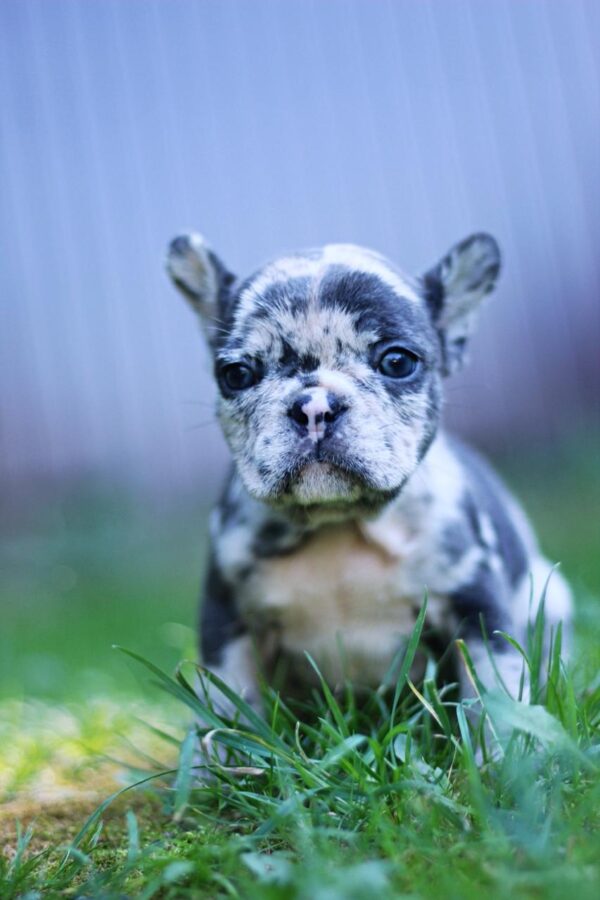 Shiloh French Bulldog Shiloh French Bulldog