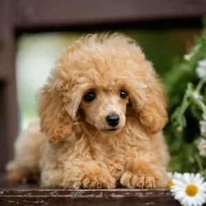 Stephania Toy Poodle Stephania Toy Poodle