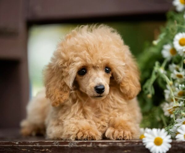 Stephania Toy Poodle Stephania Toy Poodle