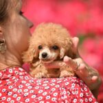 Stephania-female-Poodle-puppy-for-sale-2