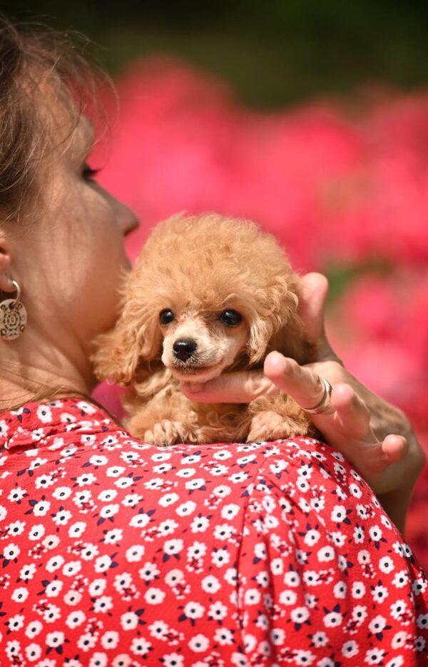Stephania Toy Poodle Stephania Toy Poodle