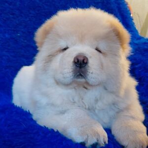Strela Chow-Chow Strela Chow-Chow
