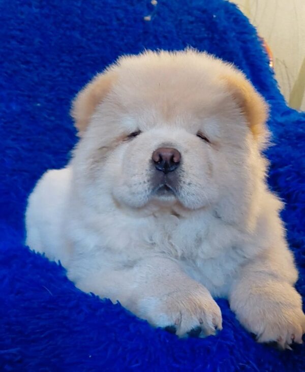 Strela Chow-Chow Strela Chow-Chow