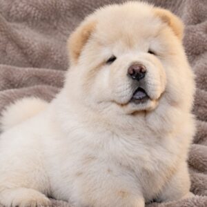 Strela Chow-Chow Strela Chow-Chow