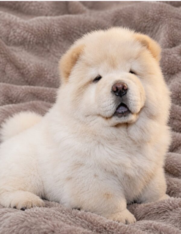 Strela Chow-Chow Strela Chow-Chow