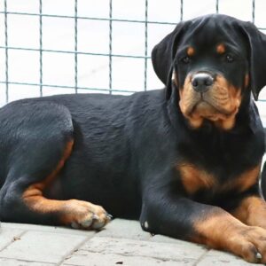 Tazer Rottweiler Tazer Rottweiler