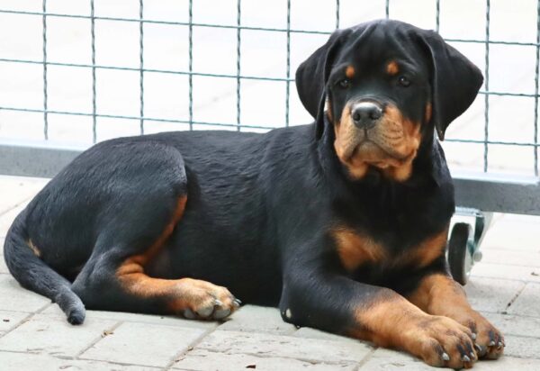 Tazer Rottweiler Tazer Rottweiler