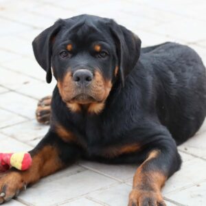 Tazer Rottweiler Tazer Rottweiler