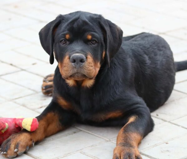 Tazer Rottweiler Tazer Rottweiler