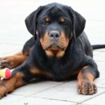 Tazer-male-Rottweiler-puppy-for-sale-3