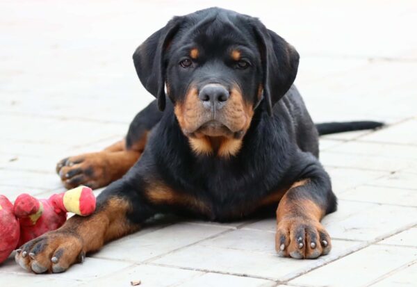 Tazer Rottweiler Tazer Rottweiler