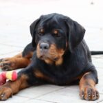 Tazer-male-Rottweiler-puppy-for-sale-4