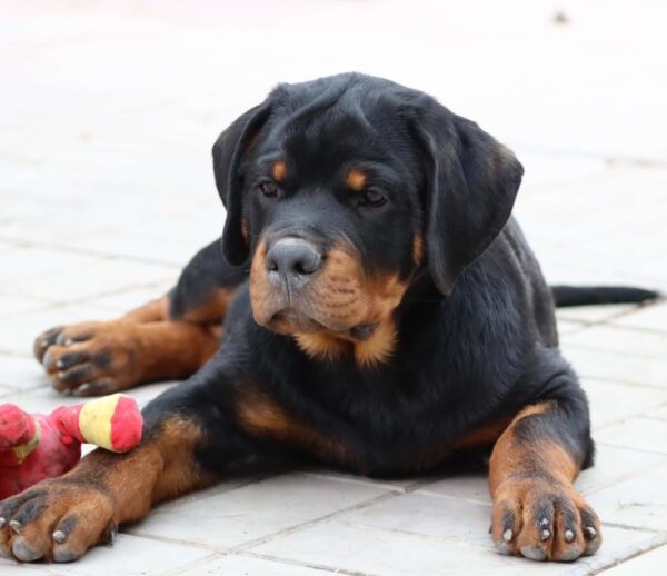 Tazer Rottweiler Tazer Rottweiler