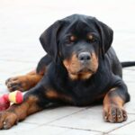 Tazer-male-Rottweiler-puppy-for-sale-5