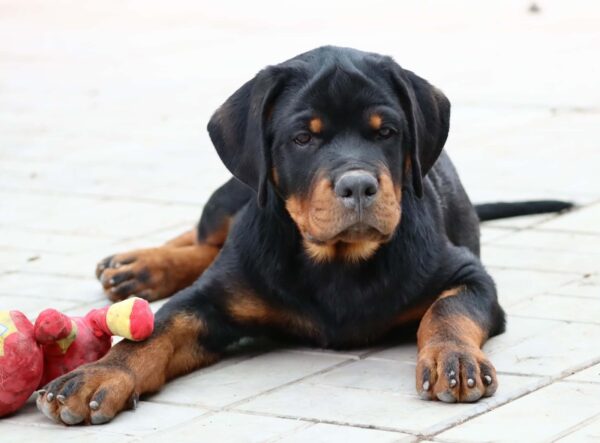 Tazer Rottweiler Tazer Rottweiler