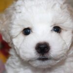 Terry-female-Bichon-puppy-for-sale-1