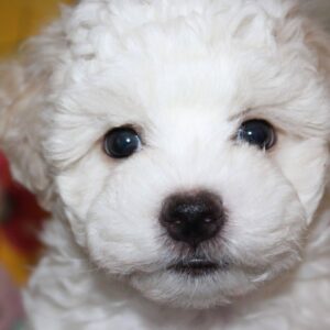 Terry Bichon Frise Terry Bichon Frise